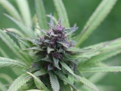 Delta 8 vs Delta 9 THC: Exploring the Difference 3 Delta 8 vs Delta 9 THC