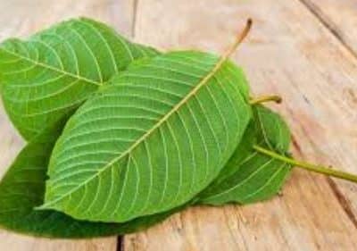 Easy Storage Tips for Kratom To Maintain Its Quality