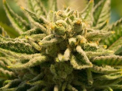 Legalized Marijuana for Recreational Use