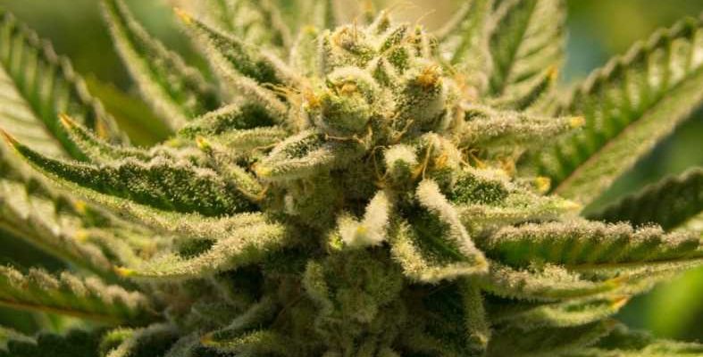 Legalized Marijuana for Recreational Use