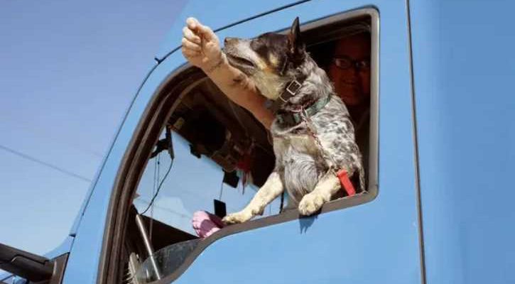 Pet Transport in Trucks