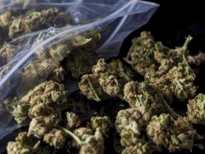 What Are the Different Types of Marijuana Strains That Exist Today? 1 What Are the Different Types of Marijuana Strains That Exist Today