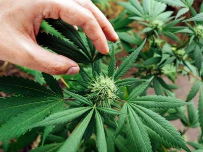 What is the Smell of CBD Flower? 2 What is the Smell of CBD Flower