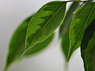 Mustiness Is a Must-Not: 7 Plants That Absorb Humidity 1 Mustiness Is a Must-Not