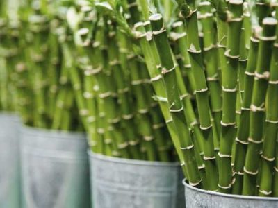 Why You Should Switch to Bamboo-Made Clothing 6 Why You Should Switch to Bamboo-Made Clothing