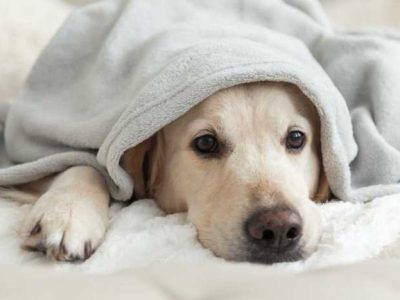 4 Most Common Yet Preventable Diseases in Dogs