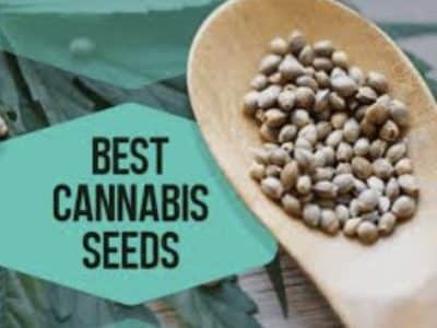 Things You Need To Know Before Buying Cannabis Seeds Online