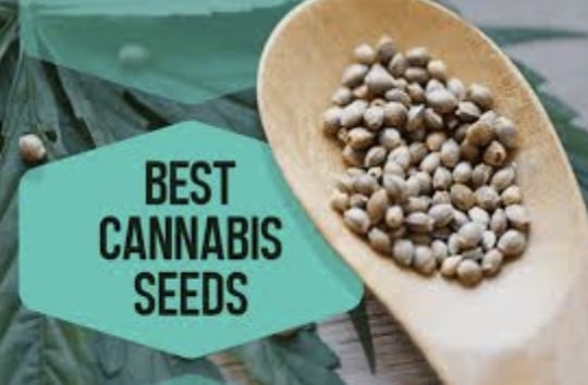 Things You Need To Know Before Buying Cannabis Seeds Online